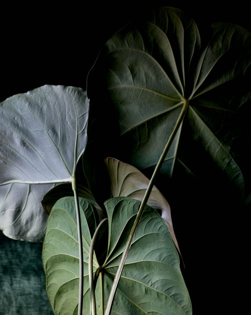 Pleasure Garden Magazine