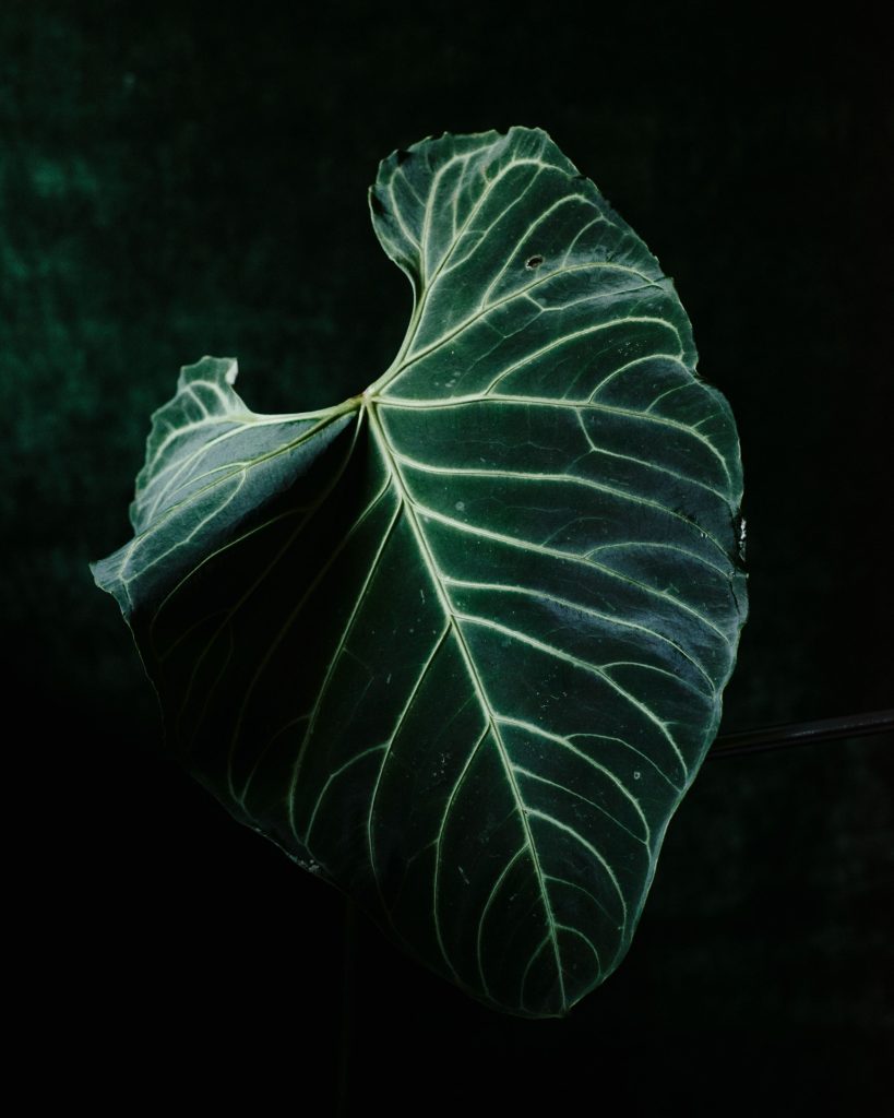 Pleasure Garden Magazine