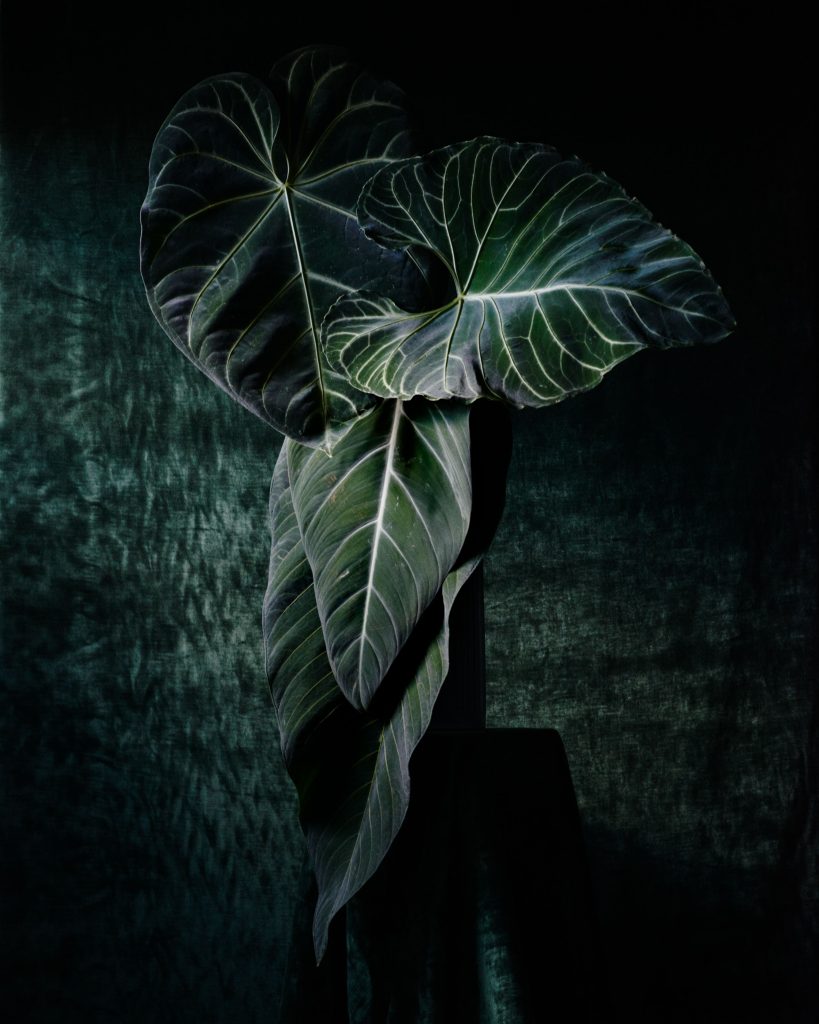 Pleasure Garden Magazine